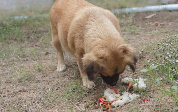 Close-up di un cane sul campo