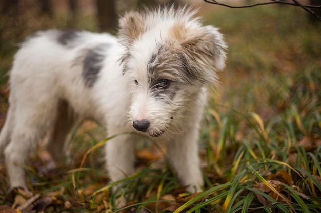 Close-up di un cane sul campo