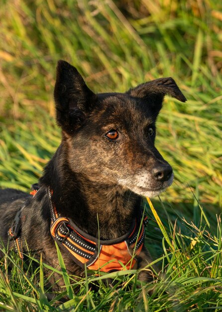 Close-up di un cane sul campo