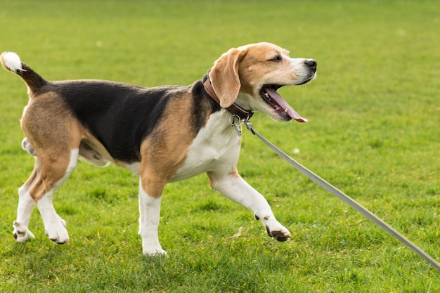 Close-up di un cane sull'erba