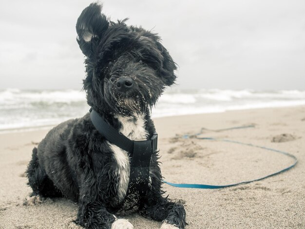 Close-up di un cane sulla spiaggia contro il cielo