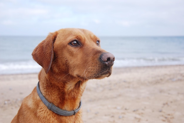 Close-up di un cane sulla spiaggia contro il cielo