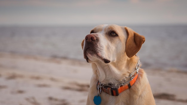Close-up di un cane sulla spiaggia contro il cielo