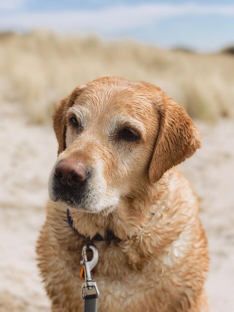 Close-up di un cane sulla spiaggia