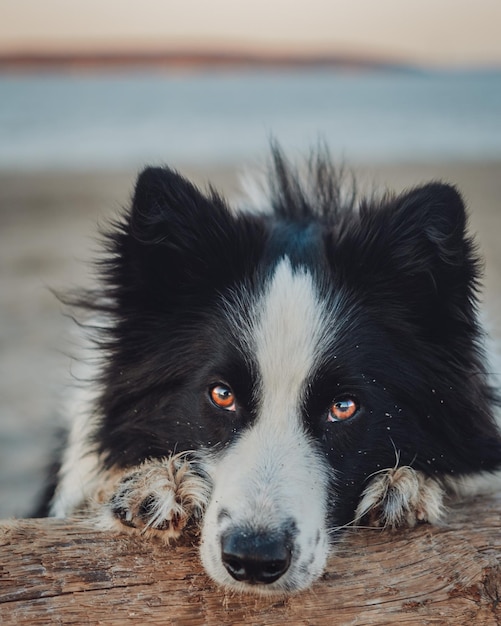 Close-up di un cane sulla spiaggia