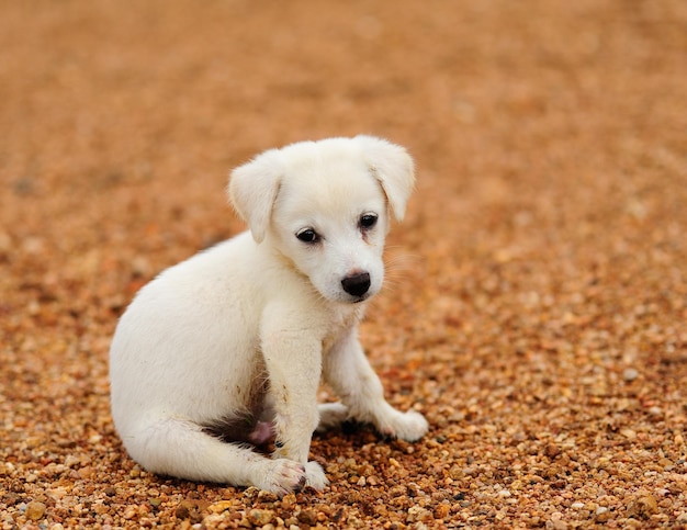 Close-up di un cane