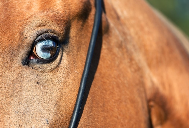 Close-up di un cane