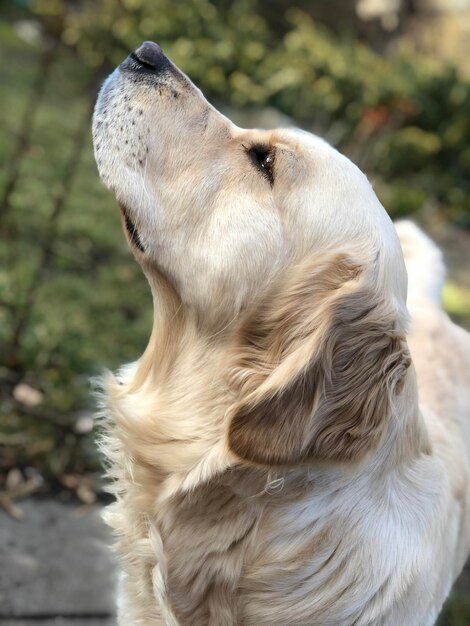 Close-up di un cane