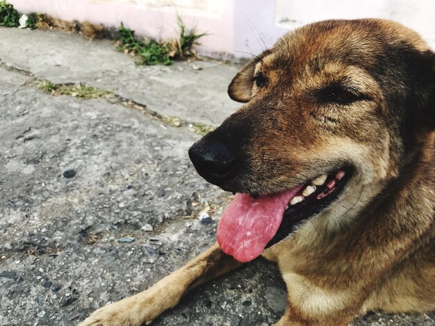 Close-up di un cane