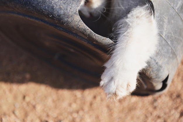 Close-up di un cane