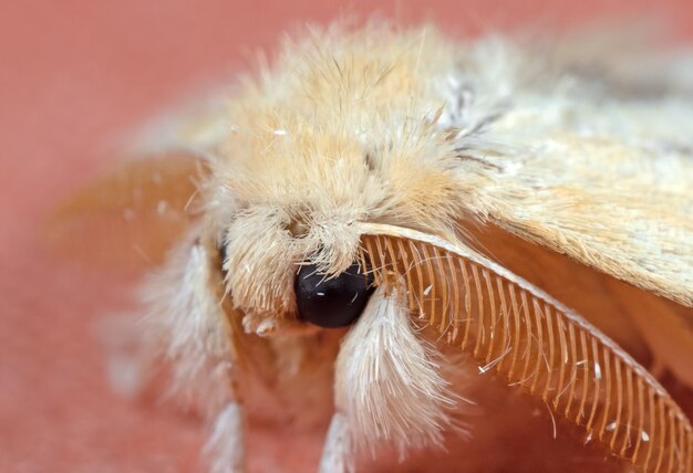 Close-up di un cane