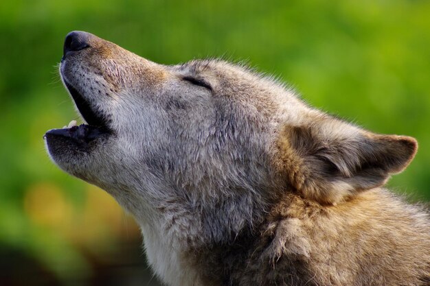 Close-up di un cane