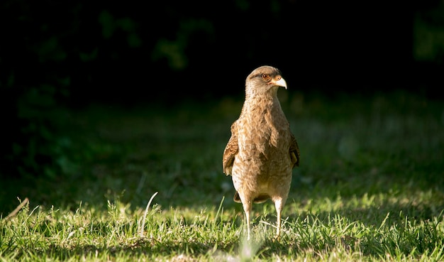 Close-up di un caracara nel giardino