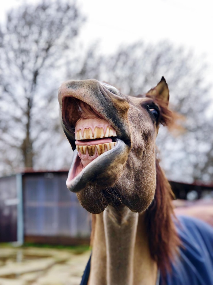 Foto close-up di un cavallo che stringe i denti contro il cielo