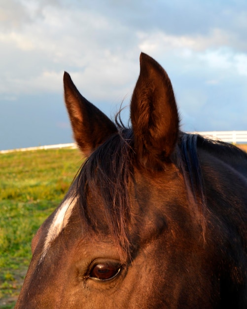 Close-up di un cavallo contro il cielo