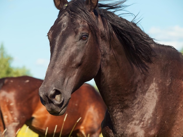 Close-up di un cavallo contro il cielo