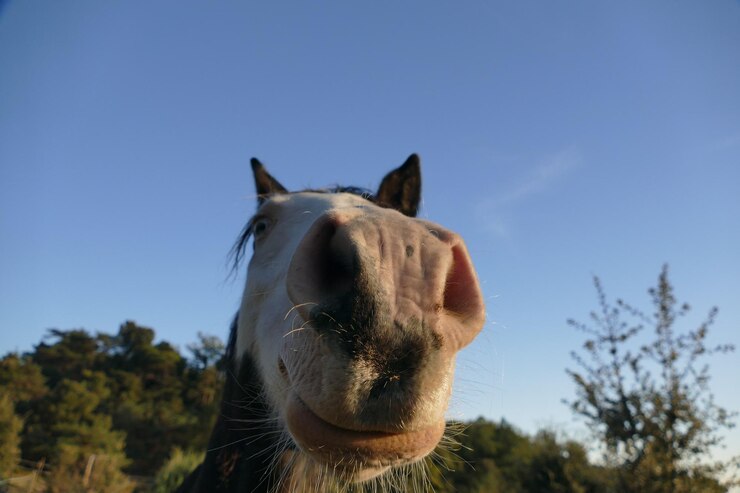Foto close-up di un cavallo contro un cielo limpido