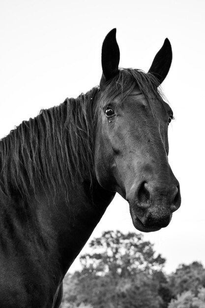 Close-up di un cavallo in piedi contro il cielo