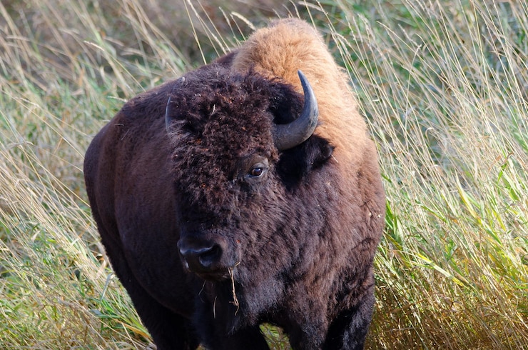 Foto close-up di un cavallo in piedi sul campo