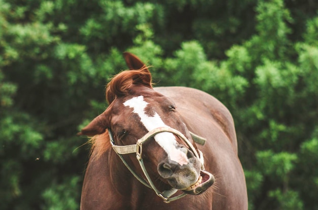 Close-up di un cavallo marrone