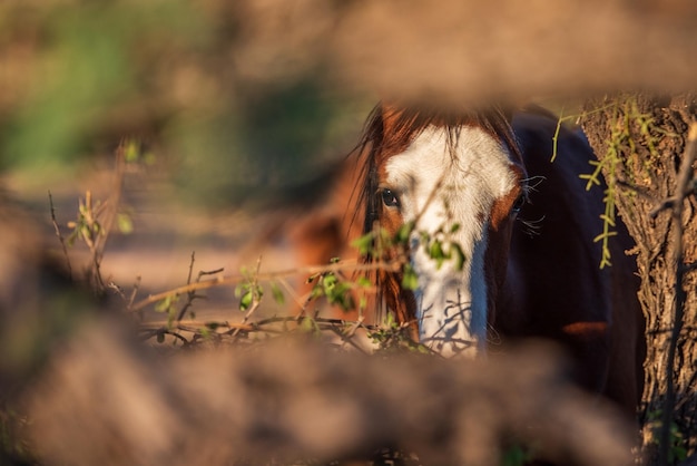 Close-up di un cavallo selvaggio