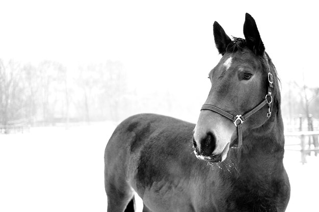 Close-up di un cavallo su un campo innevato