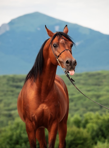 Close-up di un cavallo sul campo contro il cielo