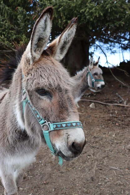 Close-up di un cavallo sul campo