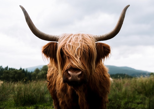 Close-up di un cavallo sul campo