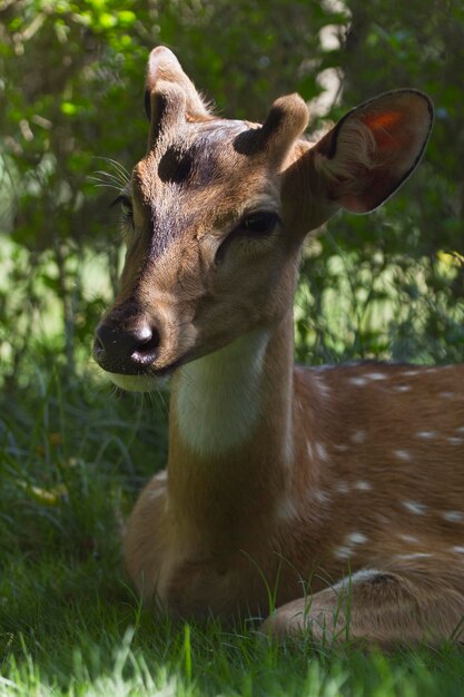 Close-up di un cavallo sul campo