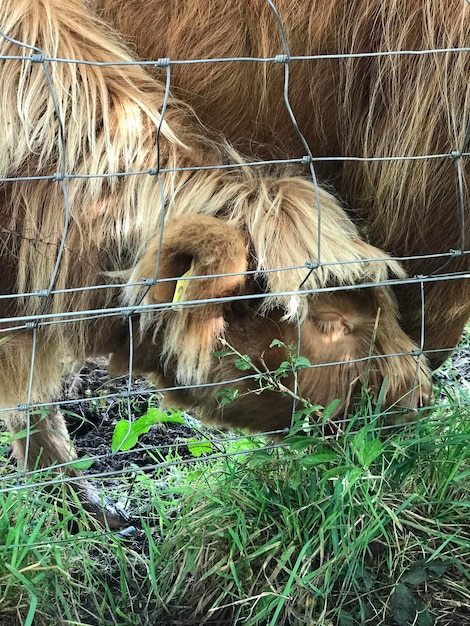 Close-up di un cavallo sul campo