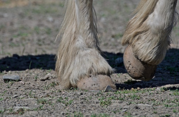 Close-up di un cavallo sul campo