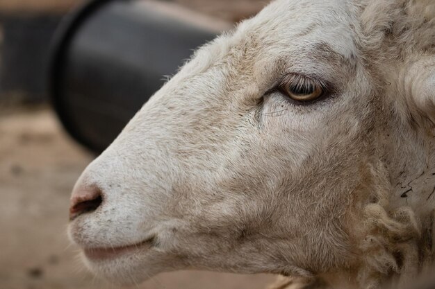 Close-up di un cavallo