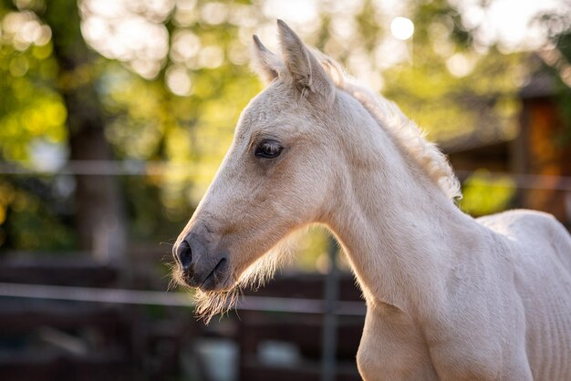 Close-up di un cavallo