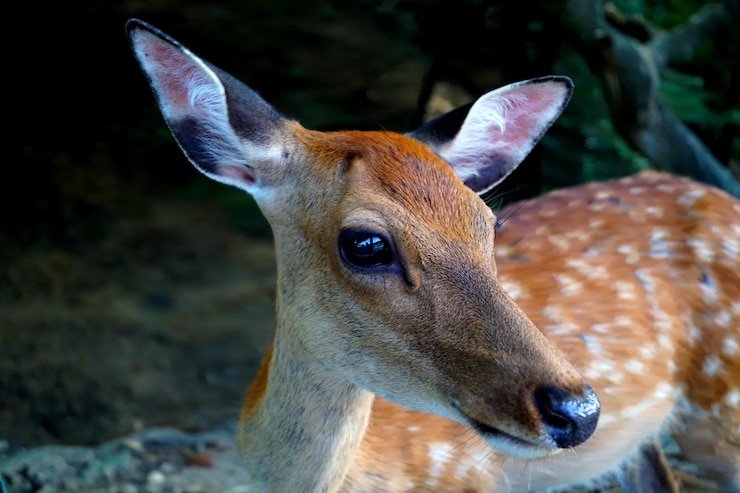 Foto close-up di un cervo
