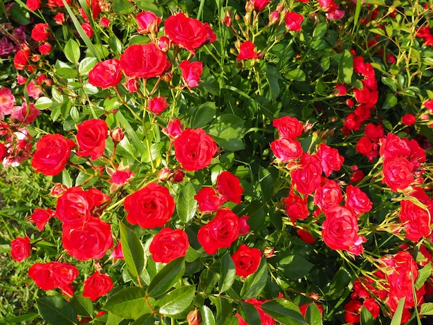 Close-up di un cespuglio di rose rosse nel giardino estivo sotto la luce del sole rose rosse spruzzo rosso con molti