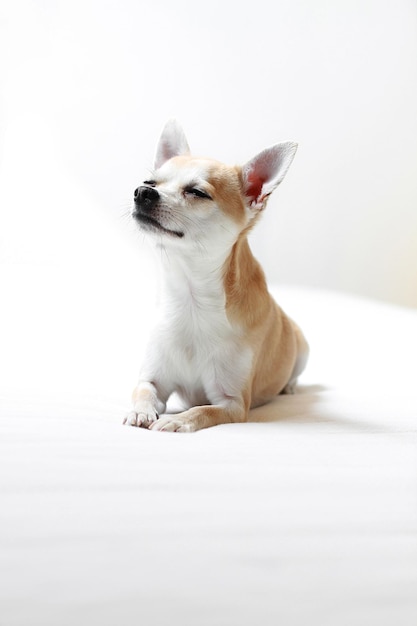 Close-up di un chihuahua sul letto su uno sfondo bianco