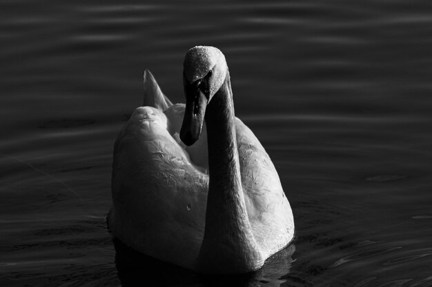 Close-up di un cigno che nuota nel lago