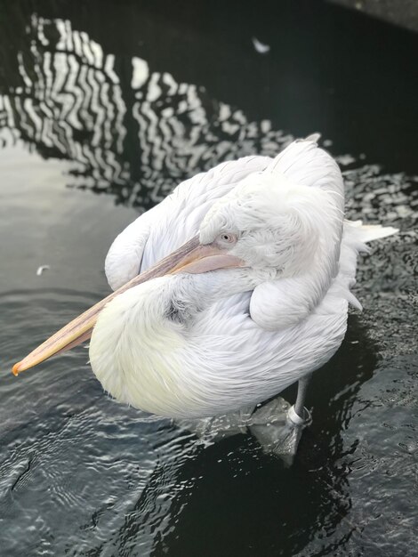 Close-up di un cigno che nuota nel lago