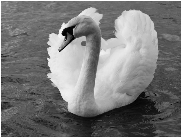 Close-up di un cigno in acqua