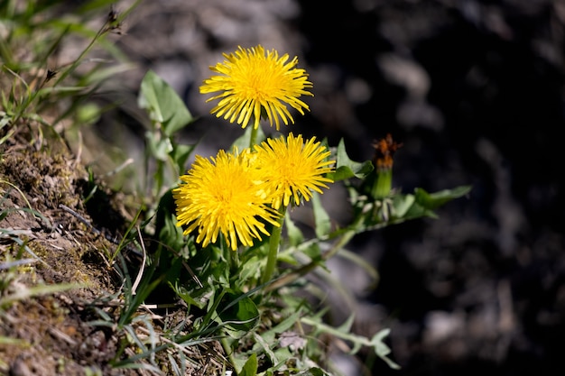 Close-up di un ciuffo di tarassaco (Taraxacum)