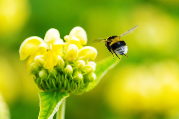 Close-up di un coleottero che vola vicino a un fiore giallo