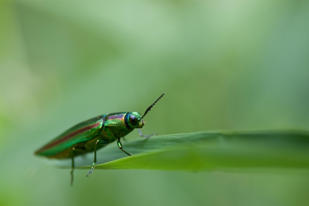 Close-up di un coleottero sulla pianta