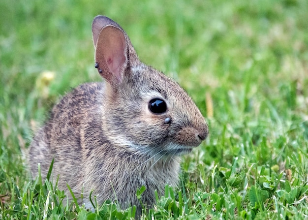 Close-up di un coniglio sul campo