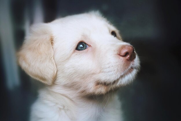 Close-up di un cucciolo che guarda in alto