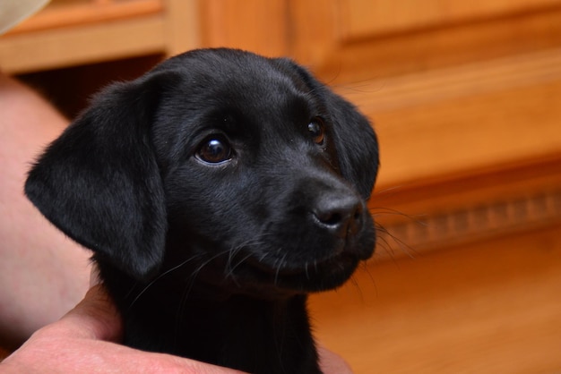 Close-up di un cucciolo che guarda lontano a casa