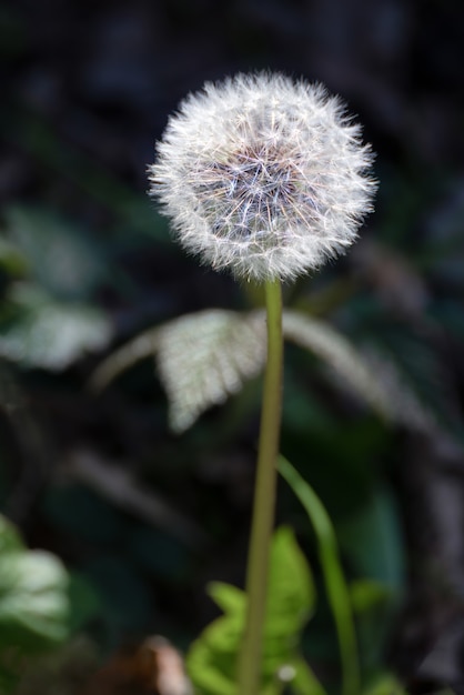 Close-up di un dente di leone (Taraxacum) seme testa in un campo vicino a East Grinstead