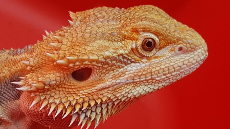 Foto close-up di un drago barbuto su uno sfondo rosso
