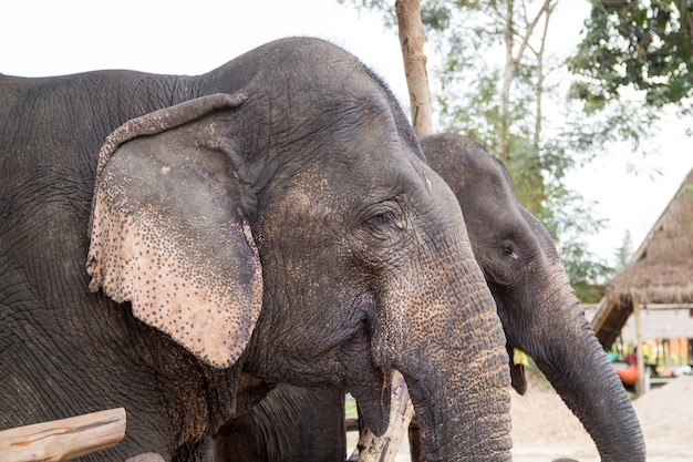 Close-up di un elefante nello zoo