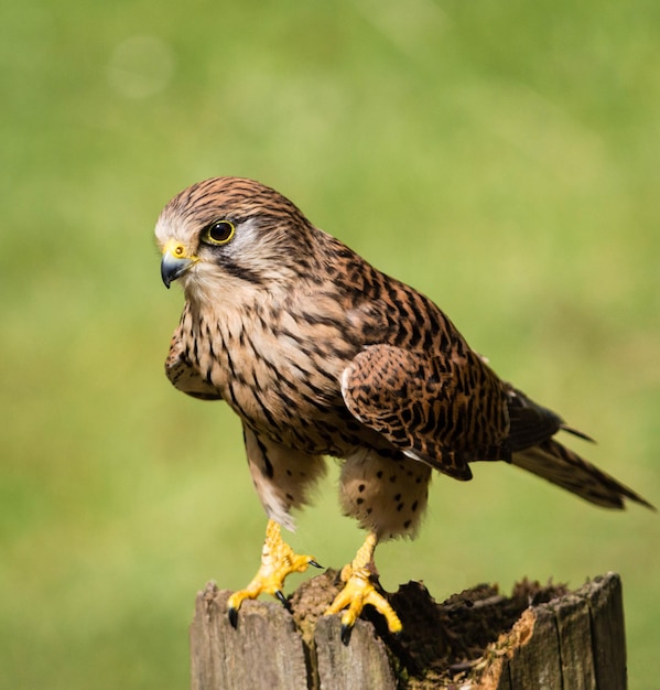 Close-up di un falco appoggiato sul legno